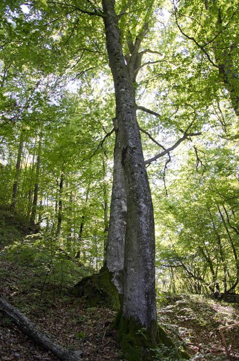 Bäume - Die Kraft der Natur